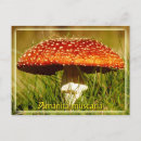 Search for fly agaric postcards Fungus