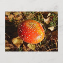 Search for fly agaric postcards Fungi