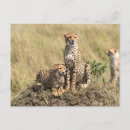 Recherche de savane cartes postales Serengeti