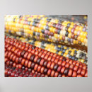 Search for corn posters Autumn