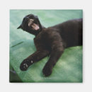 Search for yawning magnets Domestic animals