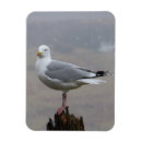 Recherche de mouette magnets Goéland