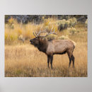Search for wapiti posters Danita delimont
