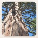 Search for sequioa Forest