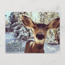 Recherche de cute cartes postales Cerf