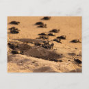 Recherche de jalisco cartes postales Plage