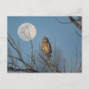Search for owl ears postcards Wildlife