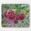 Search for allium mousepads Nature