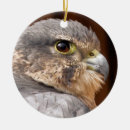 Search for falcon ornaments Bird of prey