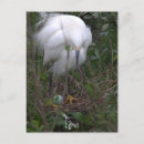 Search for no eggs photography Wildlife