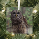 Search for barred owl ornaments Wildlife