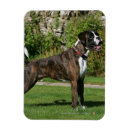 Recherche de cannine magnets Boxeur
