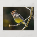 Search for cedars postcards Waxwing