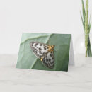 Search for magpie cards Wildlife