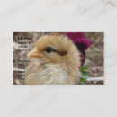 Search for chicks business cards Poultry