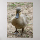 Recherche de cuties photographie Faune