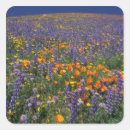 Recherche de lupins autocollants Nature