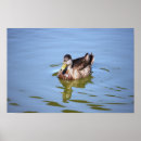 Recherche de duck posters Canard colvert