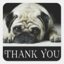 Search for black pugs stickers Puppy