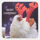 Search for white hen stickers Animal