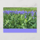 Search for bluebell flowers postcards Purple