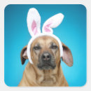 Search for bizarre stickers Dog