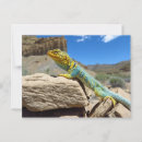 Search for collars postcards Collared lizard