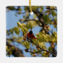 Search for baltimore ornaments Oriole