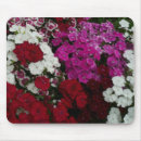 Search for carnation mousepads Dianthus