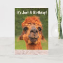 Search for llama funny cards Animal