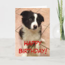 Search for collie puppy cards Pet