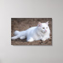 Recherche de angora Portrait