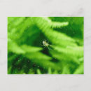 Search for orb postcards Web