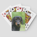 Search for dachshund playing cards Dachshund smooth haired miniature