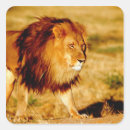 Search for male lion stickers Big cat