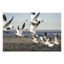 Search for flying geese art Nature