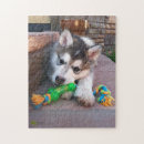 Recherche de alaskan malamute puzzles Chiot