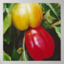 Search for bell peppers posters Harvest