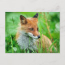 Search for forrest postcards Fox