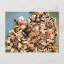 Recherche de candy cartes postales Maïs