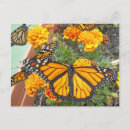 Search for angel wings postcards Nature