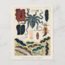 Recherche de dessin scientifique cartes postales Vintage