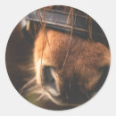 Search for horse photo stickers Equestrian