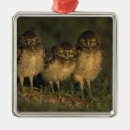 Recherche de usa ornements États unis d'amérique