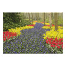 Recherche de jonquilles posters Tulipe