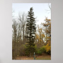 Search for tall posters Trees