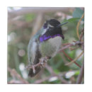 Recherche de de colibris carreaux Faune