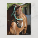 Recherche de deux animaux cartes postales Cheval