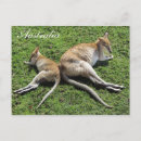 Recherche de kangourou et joey cartes postales Australie