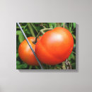 Recherche de tomate photographie Rouge